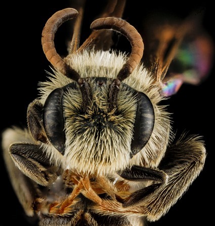 Andrena salictaria