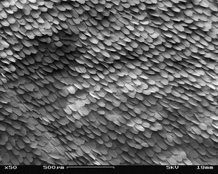 750px-SEM_image_of_a_Peacock_wing,_slant_view_1