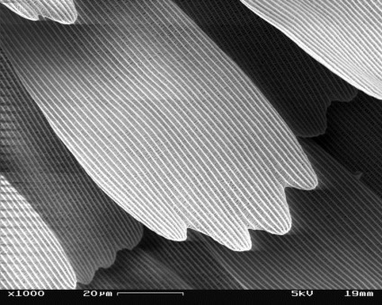 750px-SEM_image_of_a_Peacock_wing,_slant_view_3
