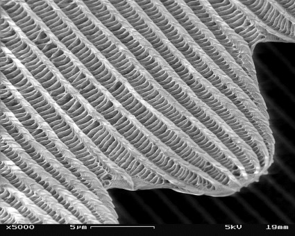 750px-SEM_image_of_a_Peacock_wing,_slant_view_4