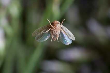 Cicadelle, Linden Gledhill