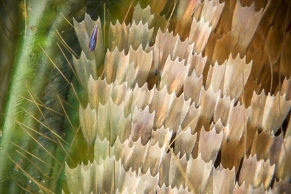 Graphium weiskei arfakensis, Linden Gledhill (3)