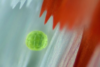 Protographium agesilaus et grain de pollen, Linden Gledhill
