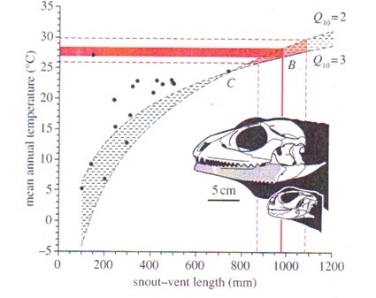 le crâne de Barbaturex comparé au plus gros agamidé actuel, Uromastyx aegypticus (Proceedings Royal Society)