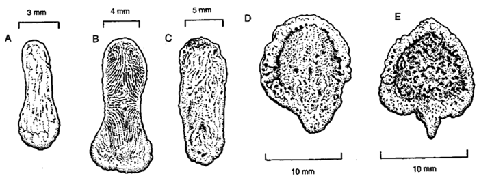 Bacula de (A) Arctocephalus, (B) Callorhinus ursinusl, (C) Zalophus californianus, (D) Neophoca cinerea, (E) Phocarctos hookeri
