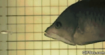 GIF-Fish-eating-another-fish