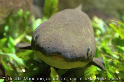 Dipneuste, © Déodat Manchon, aquarium tropical de la Porte Dorée