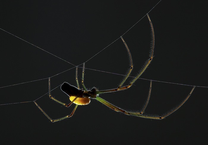 Araignée et sa larve de guêpe parasitaire, Anand Varma