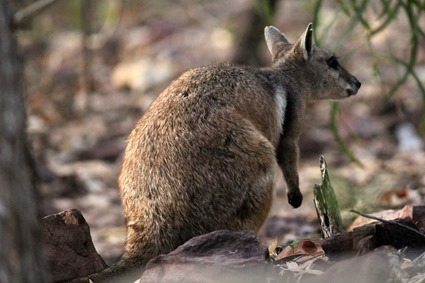 wallaby des rochers (Petrogale lateralis)