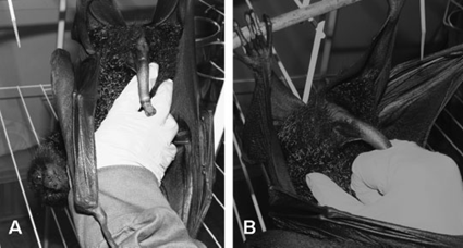 A. Penile erection in Pteropus alecto; B. insertion of penis between the index and middle fingers of the collector’s gloved fist.