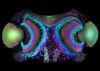 Dr. Igor Siwanowicz, Section Frontale des yeux de l'araignée Phalangium opilio