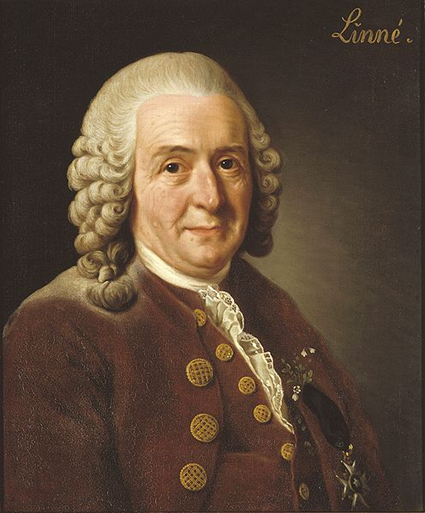 Carl von Linné par Alexander Roslin
