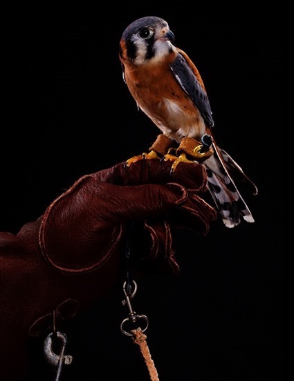 Crécerelle d'Amérique (Falco sparverius), Bob Croslin