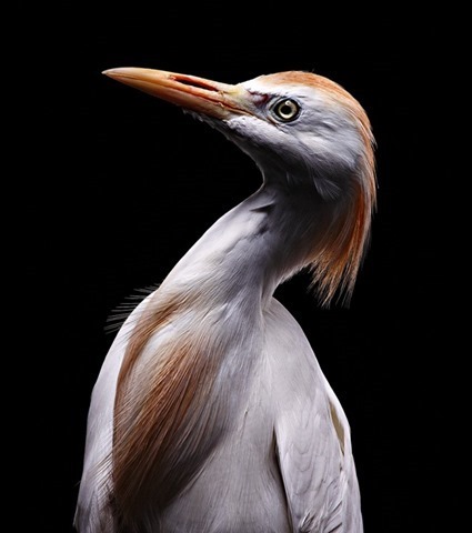 Héron garde-bœufs (Bubulcus ibis), Bob Croslin