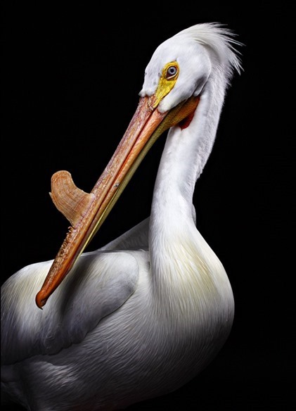 Pélican d'Amérique (Pelecanus erythrorhynchos), Bob Croslin