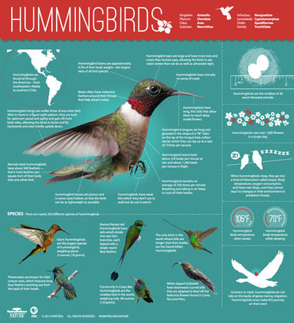 Infographie sur les colibris