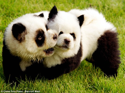 Chiens pandas