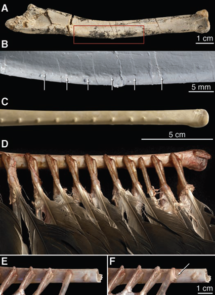 Comparaison de l'ulna de Velociraptor (A et B) et de l'urubu Cathartes (C, D, E et F)