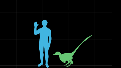 Velociraptor version la vraie vie