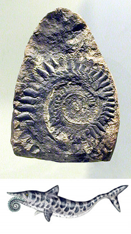 Helicoprion, AMNH