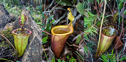  Nepenthes attenboroughii, Alastair S. Robinson