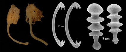 Chondrocladia (Meliiderma) turbiformis, Jean Vacelet