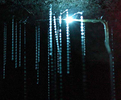filaments gluants suspendus au plafond d'une cave de Waitomo