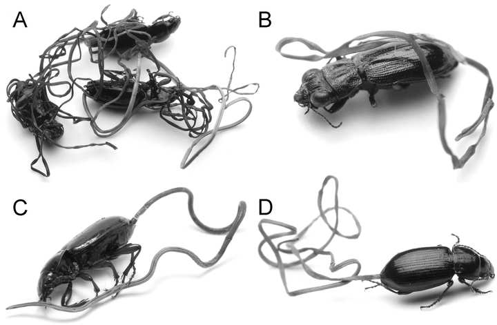 4 hôtes coléoptères de vers nématomorphes, Ersnt, 2016