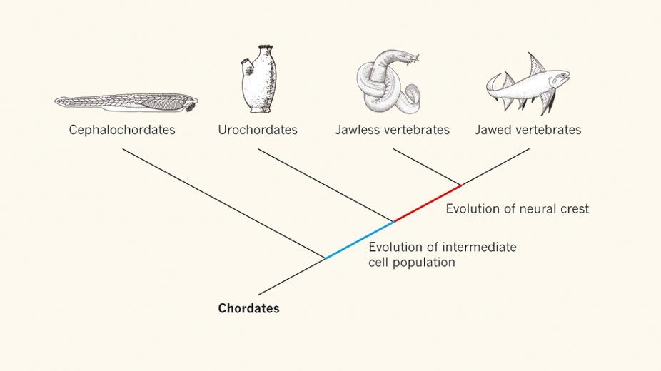 Evolution des cellules de crêtes neurales