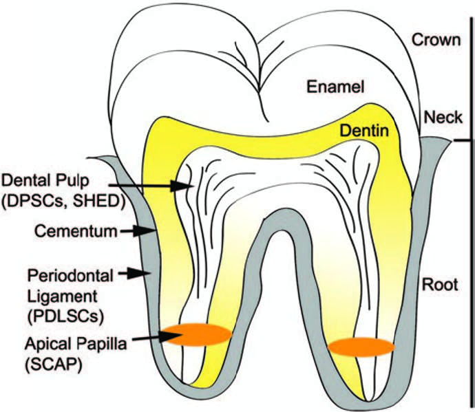 Localisation des cellules souches de la crête neurale dans la dent